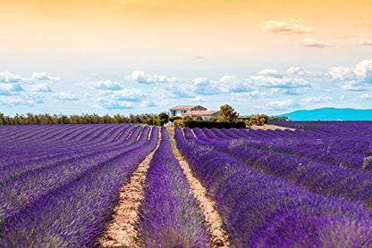 US Organic 100% Pure Lavender Essential Oil, Directly sourced from Bulgaria, USDA Certified Organic, Undiluted, for Diffuser, Humidifier, Massage, Skin, Hair Care, Non GMO, 10 ml 2 Pack