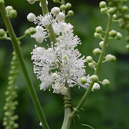 Palm Beach Medicinal Herbs - Black Cohosh (Cimicifuga racemosa) - Packet of 10 Seeds