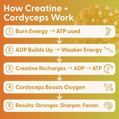 SuperMush Daily Creatine Gummies with Cordyceps - Daily Superfood - Sugar Free Creatine Monohydrate Supplement for Strength, Focus, and Recovery – Vegan Gummy Formula, Mango Flavor, 20-Day Supply