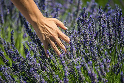 US Organic 100% Pure Lavender Essential Oil, Directly sourced from Bulgaria, USDA Certified Organic, Undiluted, for Diffuser, Humidifier, Massage, Skin, Hair Care, Non GMO, 10 ml 2 Pack