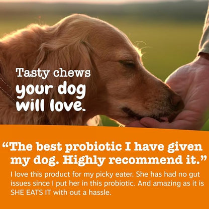 Zesty Paws Vet Strength Probiotics for Dogs, Digestive Health & Gut Flora Support, Dog Supplements, 90 Count