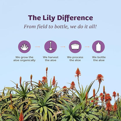 Lily Of The Desert Aloe Vera Juice - Whole Leaf Filtered Aloe Vera Drink, Non-GMO Aloe Juice with Natural Digestive Enzymes for Gut Health, Stomach Relief, Wellness, Glowing Skin, 64 Fl Oz