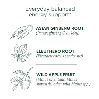 Traditional Medicinals Organic,Stress Ease Focus,Ginseng Wild Apple Mint Tea - Balanced Energy Support & Adaptogens - Kosher,Non-GMO,Caffeine-Free,Compostable - 16 Tea Bags,(Pack of 2)