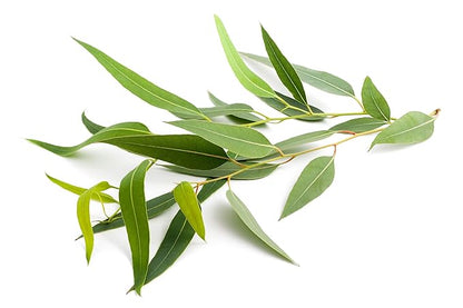 US Organic 100% Pure Eucalyptus Essential Oil (Radiata) - USDA Certified Organic, Steam Distilled - W/Euro droppers (More Size Variations Available) (30 ml / 1 fl oz)