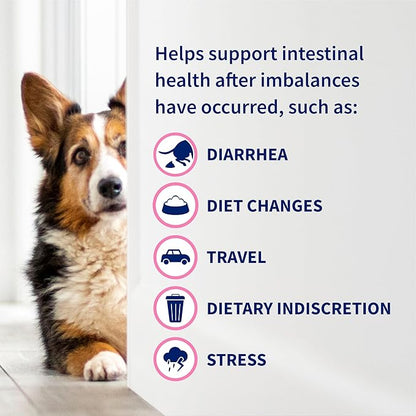 Nutramax Proviable Probiotics for Dogs and Cats, Daily Digestive Health Supplement with Multiple Strains of Bacteria, Cat and Dog Probiotics Plus Prebiotics, 80 Capsules