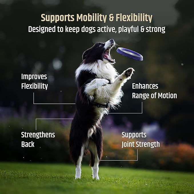 PetriGuard | Advanced Hip, Back & Joint Supplement for Dogs | Ultra Strength Formula w/ 8 Active Ingredients | USA Made & Veterinarian Approved | Glucosamine, Turmeric, MSM + 5 More - 120 Chews