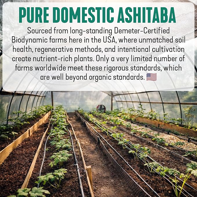 High‑Polyphenol Ashitaba Tea Blend – Demeter Certified Biodynamic U.S. Organic Ashitaba,Sencha Green Tea, with Elderberry & Olive Leaf – 20 Compostable Bags – Perfect for Detox, Metabolic Support
