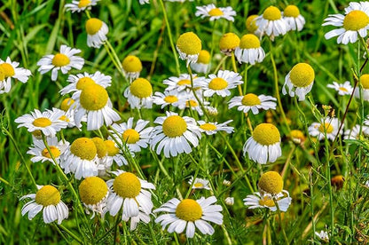 US Organic 100% Pure Blue Chamomile (German) Essential Oil - USDA Certified Organic, Steam Distilled - W/Euro Dropper (More Size Variations Available) (5 ml / 1/6 fl oz)