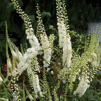 Earthborn Elements Black Cohosh 200 Capsules, Pure & Undiluted, No Additives