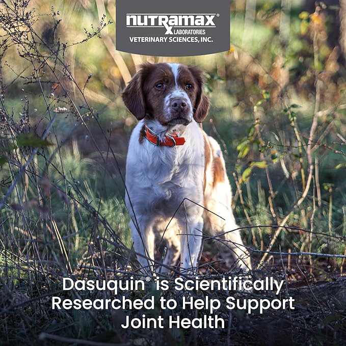 Nutramax Dasuquin for Small to Medium Dogs, Joint Health Supplement, Contains Glucosamine for Dogs, Plus Chondroitin, ASU, MSM and More, Supports Healthy Joints, Soft Chews, 84 Count