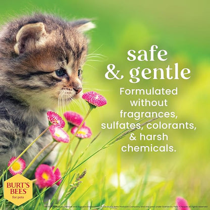 Burt's Bees for Pets Kitten Grooming Wipes with Buttermilk and Honey, Waterless Cat Bath Wipes for Face, Paws, Tail and Coat Cleaning, Gentle Bath Alternative for Indoor Felines, 50 Count - 6 Pack