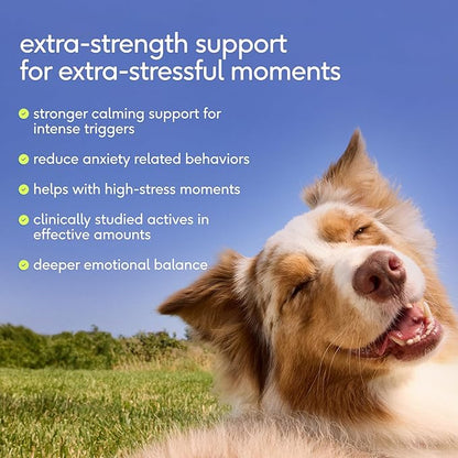 Native Pet Advanced Calming Chews for Dogs Large Breed - Anxiety Relief, Stress, Separation & Sleep Support with Melatonin for Dogs, Hydrolyzed Casein, Valerian Root & L-Tryptophan - 30 Days Supply