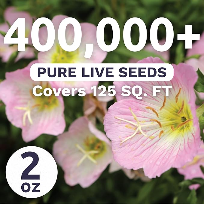 Primrose Evening Showy - Bulk 2 Ounce Pouch - 400,000 Flower Seeds for Planting - Oenothera speciosa