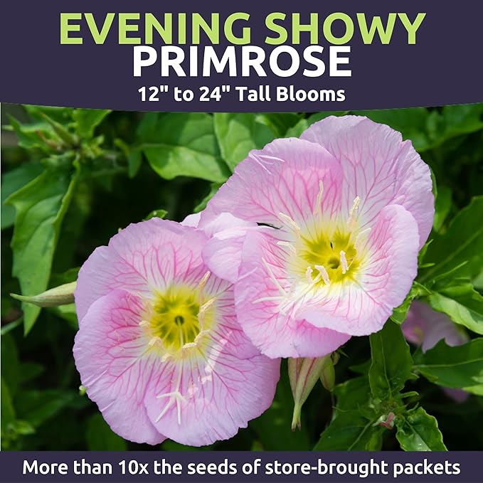 Primrose Evening Showy - Large 1/2 Ounce Packet - 100,000 Flower Seeds for Planting - Oenothera speciosa
