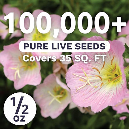 Primrose Evening Showy - Large 1/2 Ounce Packet - 100,000 Flower Seeds for Planting - Oenothera speciosa