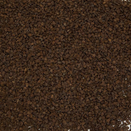 Palm Beach Medicinal Herbs - Black Cohosh (Cimicifuga racemosa) - Packet of 10 Seeds